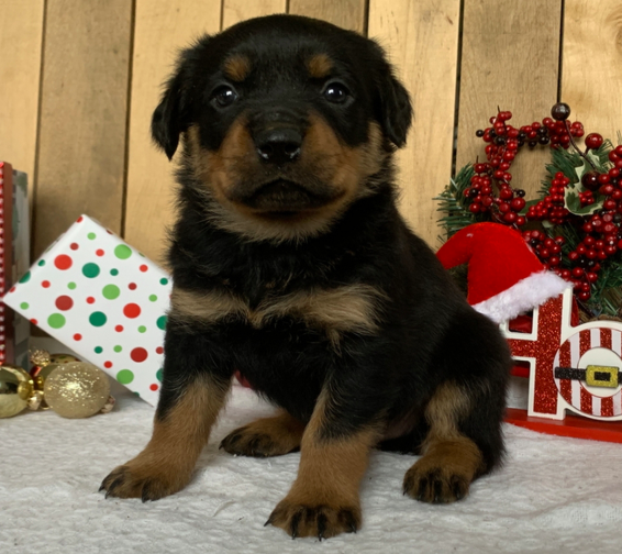 comprar cachorros sanos, baratos y asequibles para la venta